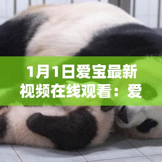 1月1日爱宝最新视频在线观看:爱宝官网网址多少