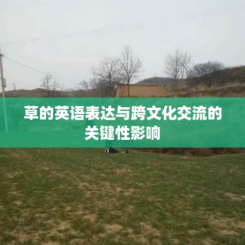 草的英语表达与跨文化交流的关键性影响