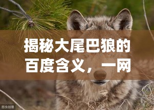 揭秘大尾巴狼的百度含义，一网揭秘背后的故事！