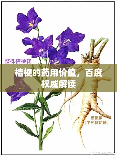 桔梗的药用价值，百度权威解读