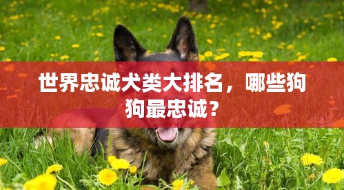 世界忠诚犬类大排名，哪些狗狗最忠诚？
