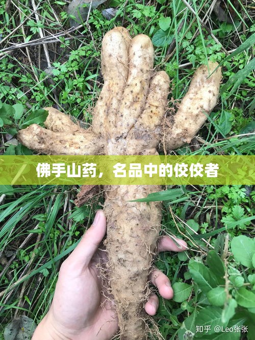 佛手山药,名品中的佼佼者
