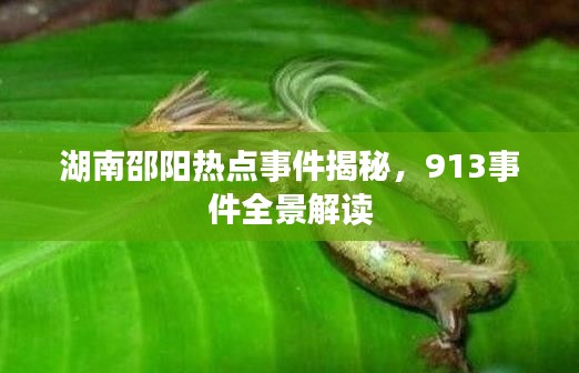 湖南邵阳热点事件揭秘,913事件全景解读