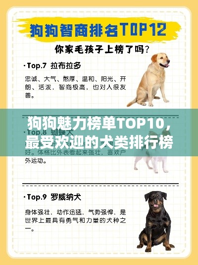 狗狗魅力榜单TOP10,最受欢迎的犬类排行榜