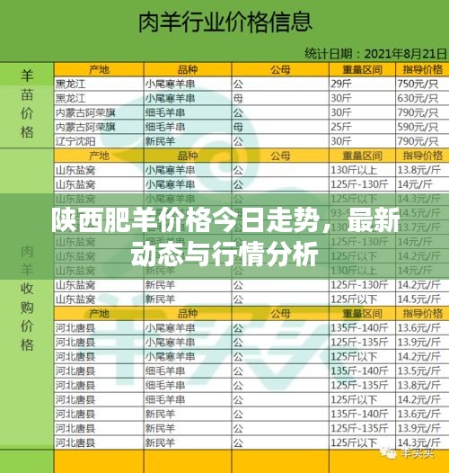 陕西肥羊价格今日走势,最新动态与行情分析