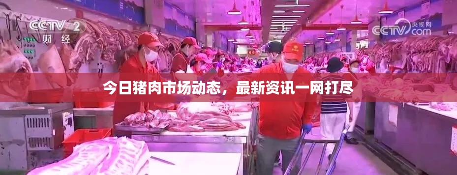 今日猪肉市场动态,最新资讯一网打尽