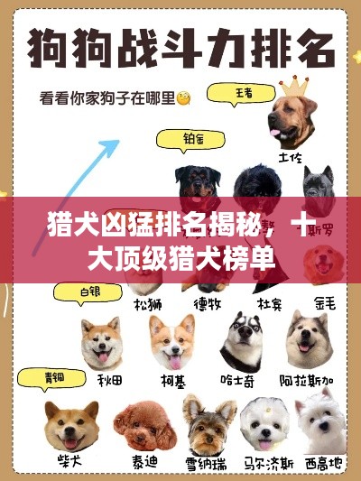 猎犬凶猛排名揭秘，十大顶级猎犬榜单
