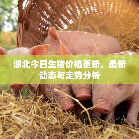湖北今日生猪价格更新,最新动态与走势分析