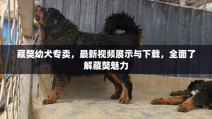 藏獒幼犬专卖,最新视频展示与下载,全面了解藏獒魅力