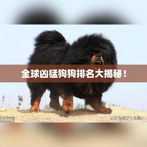 全球凶猛狗狗排名大揭秘!