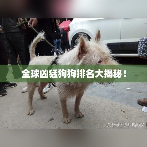 全球凶猛狗狗排名大揭秘!