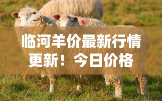 临河羊价最新行情更新！今日价格走势大揭秘