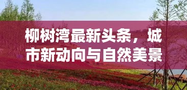 柳树湾最新头条,城市新动向与自然美景的完美结合