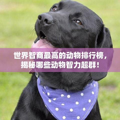 世界智商最高的动物排行榜，揭秘哪些动物智力超群！