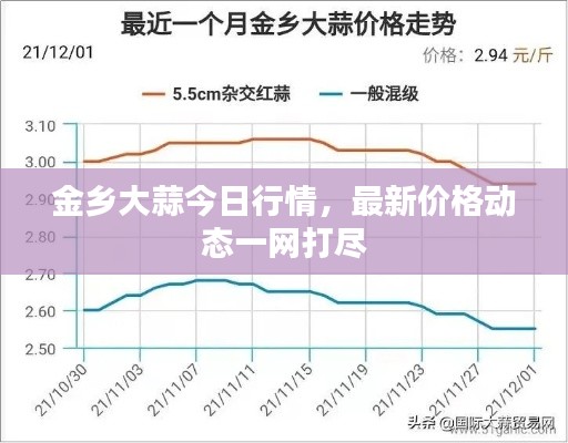 金乡大蒜今日行情，最新价格动态一网打尽
