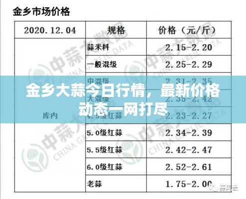 金乡大蒜今日行情,最新价格动态一网打尽