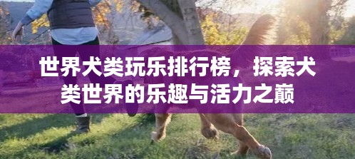 世界犬类玩乐排行榜，探索犬类世界的乐趣与活力之巅