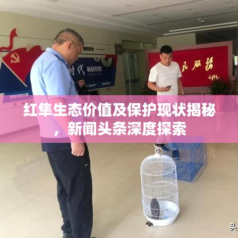 红隼生态价值及保护现状揭秘,新闻头条深度探索