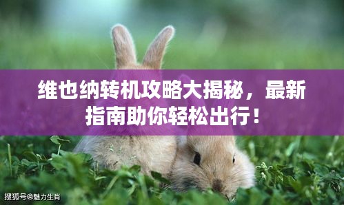 维也纳转机攻略大揭秘，最新指南助你轻松出行！