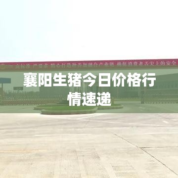 襄阳生猪今日价格行情速递