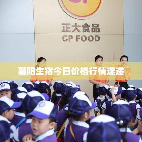 襄阳生猪今日价格行情速递