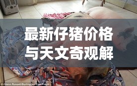 最新仔猪价格与天文奇观解析,地球实时天文现象对仔猪市场的影响分析