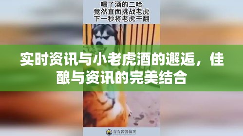 实时资讯与小老虎酒的邂逅,佳酿与资讯的完美结合