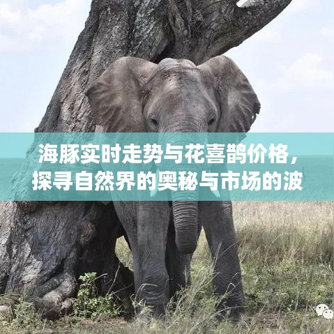 海豚实时走势与花喜鹊价格,探寻自然界的奥秘与市场的波动联系