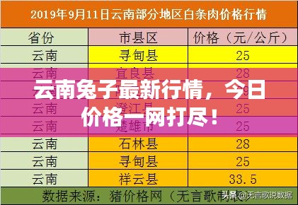 云南兔子最新行情，今日价格一网打尽！