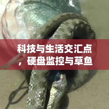 科技与生活交汇点，硬盘监控与草鱼蛇价格观察