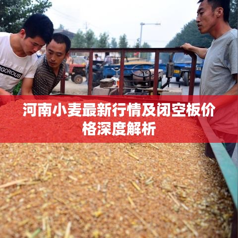 河南小麦最新行情及闭空板价格深度解析