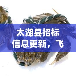 太湖县招标信息更新,飞机采购价格查询揭秘