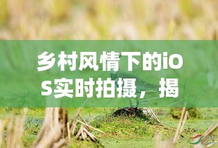 乡村风情下的iOS实时拍摄,揭秘凤头鸡价格新动态