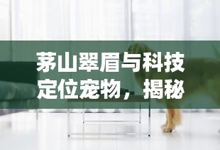茅山翠眉与科技定位宠物,揭秘宠物位置监测与茶叶珍品价格探秘