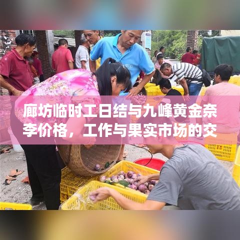 廊坊临时工日结与九峰黄金奈李价格,工作与果实市场的交汇焦点