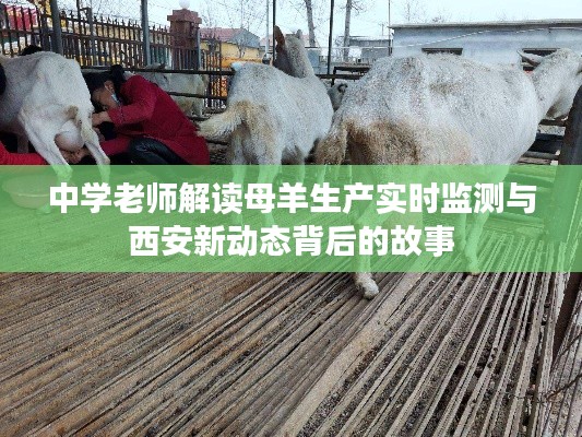 中学老师解读母羊生产实时监测与西安新动态背后的故事