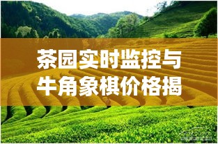 茶园实时监控与牛角象棋价格揭秘