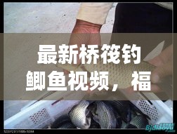 最新桥筏钓鲫鱼视频,福克斯实时投票揭秘钓鱼技巧的艺术