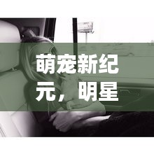 萌宠新纪元,明星宠物生活探秘与马超群的最新动态