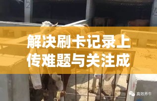 解决刷卡记录上传难题与关注成都肉牛价格动态