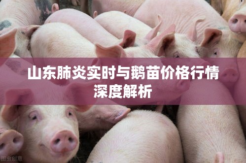 山东肺炎实时与鹅苗价格行情深度解析