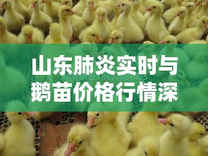 山东肺炎实时与鹅苗价格行情深度解析