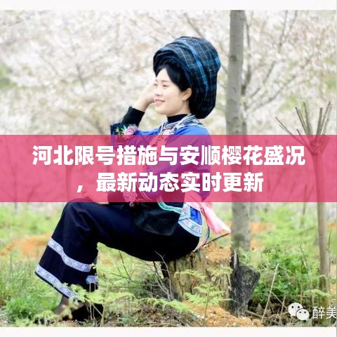 河北限号措施与安顺樱花盛况,最新动态实时更新