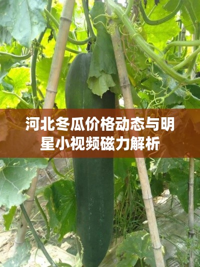 河北冬瓜价格动态与明星小视频磁力解析