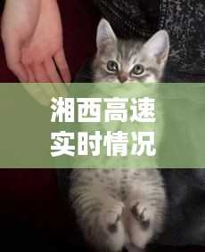 湘西高速实时情况与猫咪视频下载全掌握,最新资讯汇总