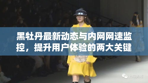 黑牡丹最新动态与内网网速监控,提升用户体验的两大关键要素