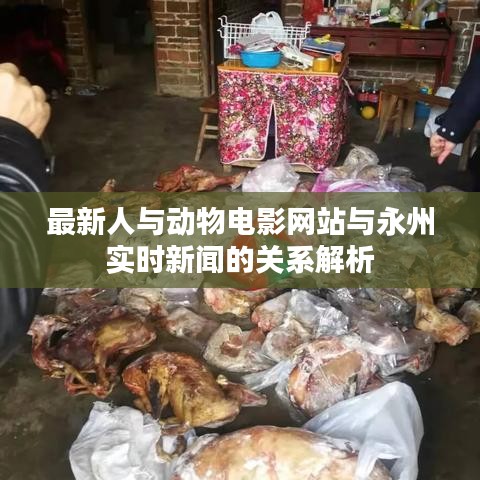 最新人与动物电影网站与永州实时新闻的关系解析