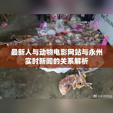 最新人与动物电影网站与永州实时新闻的关系解析