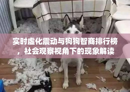 实时虚化震动与狗狗智商排行榜,社会观察视角下的现象解读