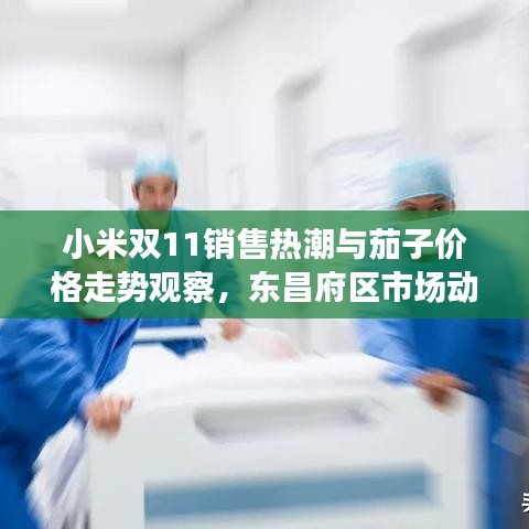 小米双11销售热潮与茄子价格走势观察，东昌府区市场动态分析